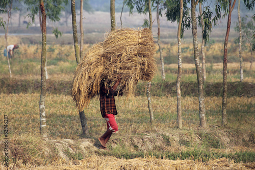 Farmer carries rice from the farm home in Baidyapur, India photo