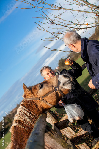 Elderly couple petting a horse in a paddock © juniart