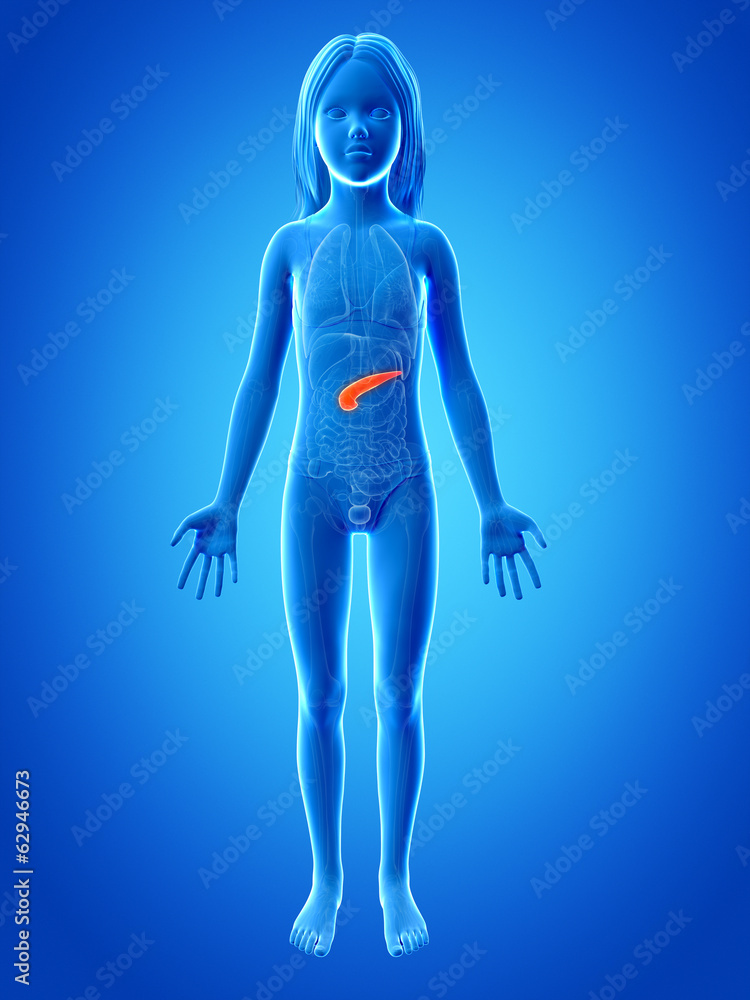 anatomy of a young girl - the pancreas