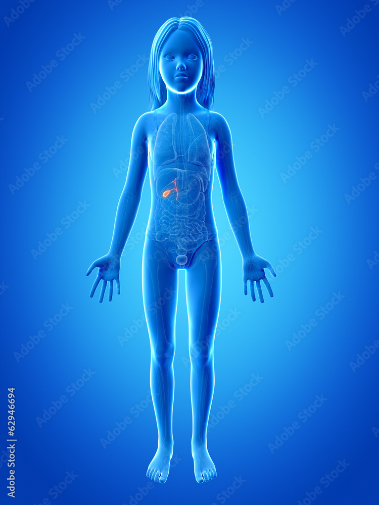 anatomy of a young girl - the gallbladder anatomy of a young girl - the gallbladder