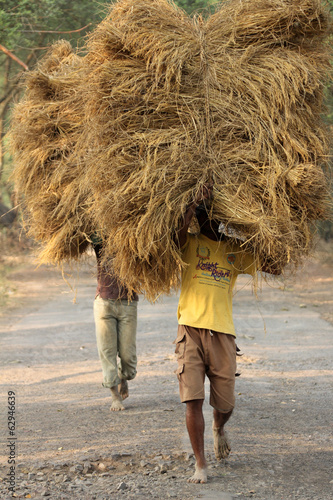 Farmer carries rice from the farm home in Baidyapur, India photo