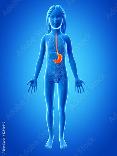 anatomy of a young girl - the stomach © Sebastian Kaulitzki