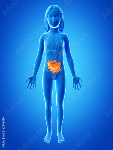 anatomy of a young girl - small intestine © Sebastian Kaulitzki
