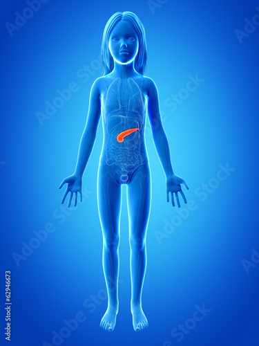 anatomy of a young girl - the pancreas