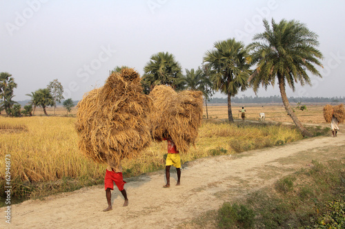 Farmer carries rice from the farm home in Baidyapur, India photo