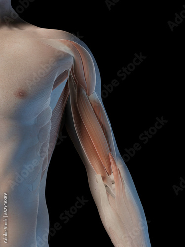 medical illustration of the biceps muscle