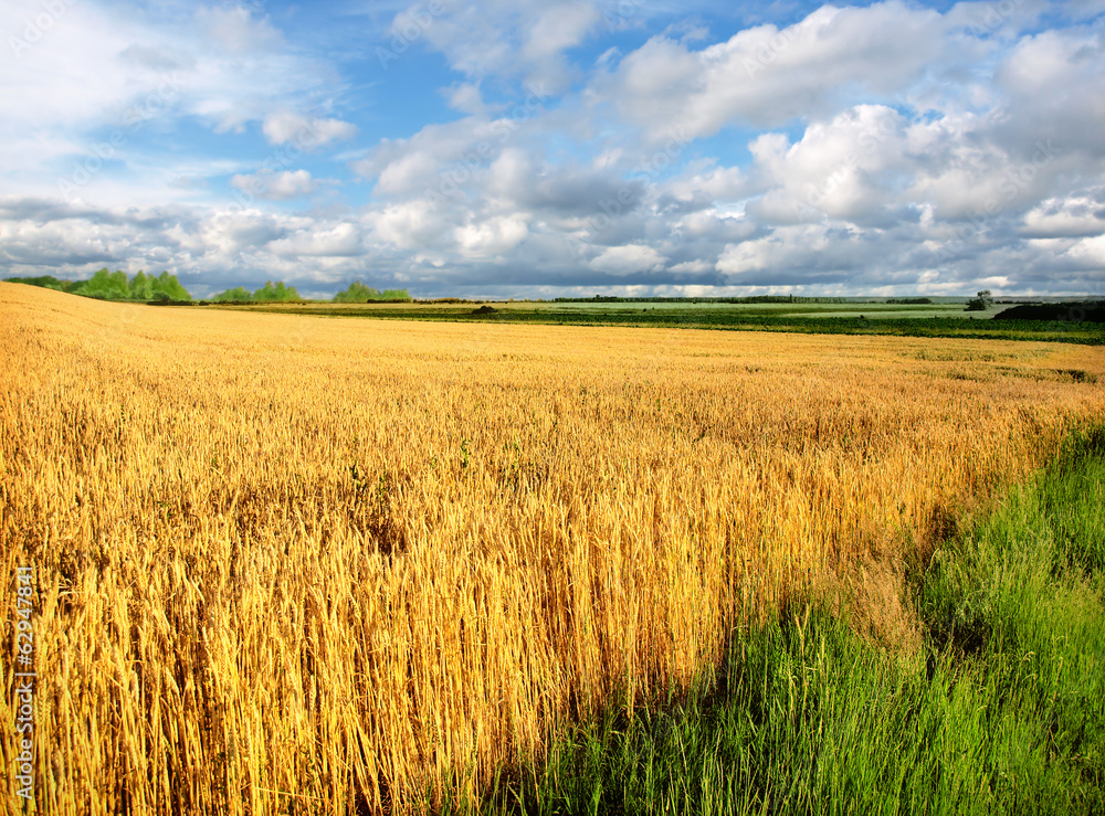 Wheat field against a blue sky