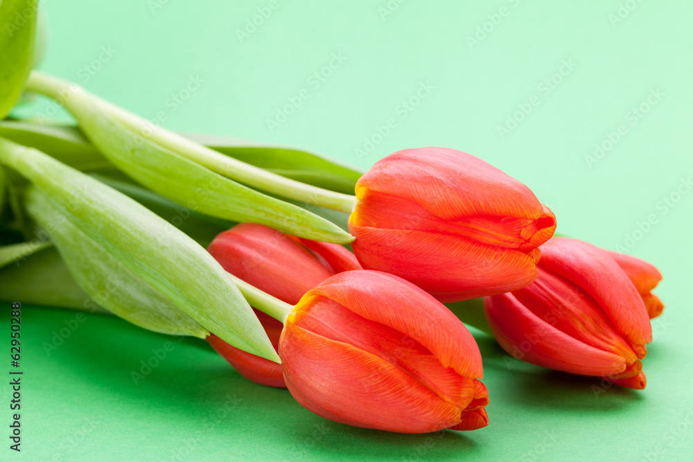 Beautiful fresh red tulips for a loved one Beautiful fresh red tulips for a loved one