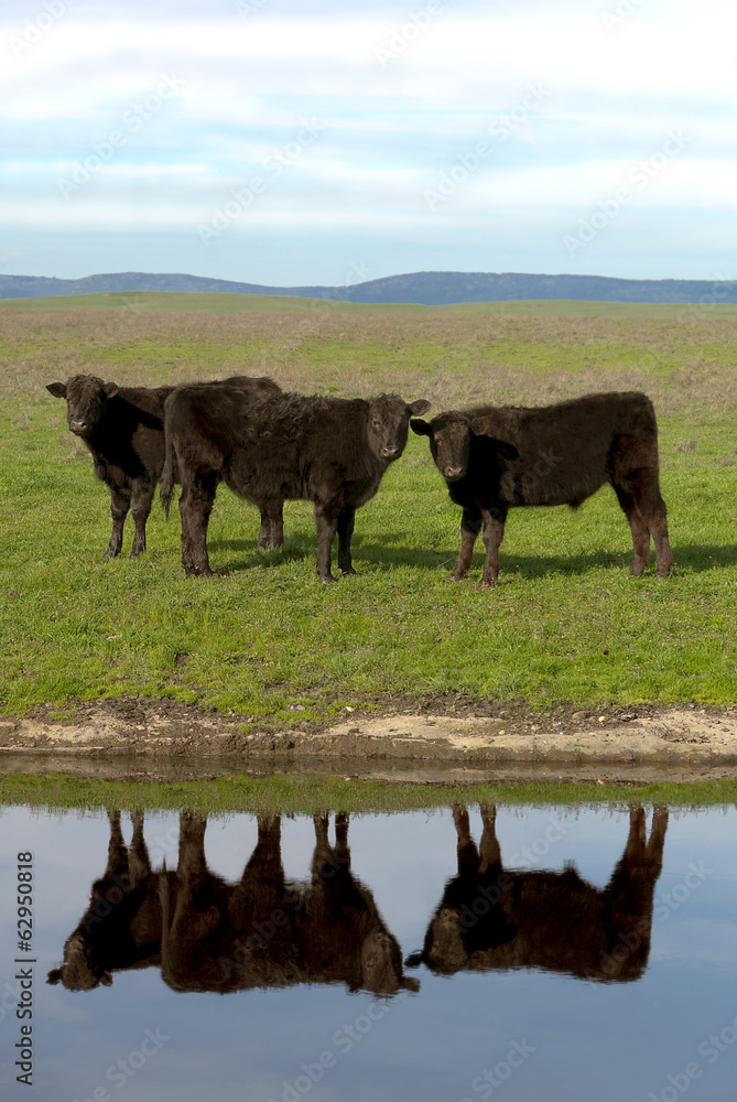 Black Angus Cattle