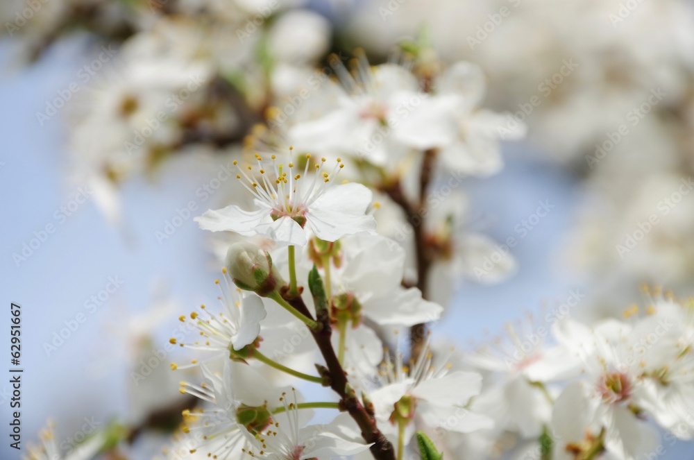 Pflaumenbaumbluete - plum blossom 80 Pflaumenbaumbluete - plum blossom 80