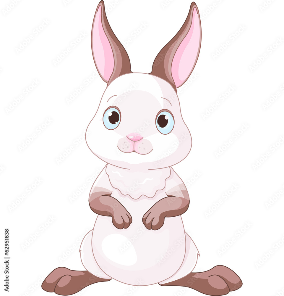 Cute Bunny Cute Bunny