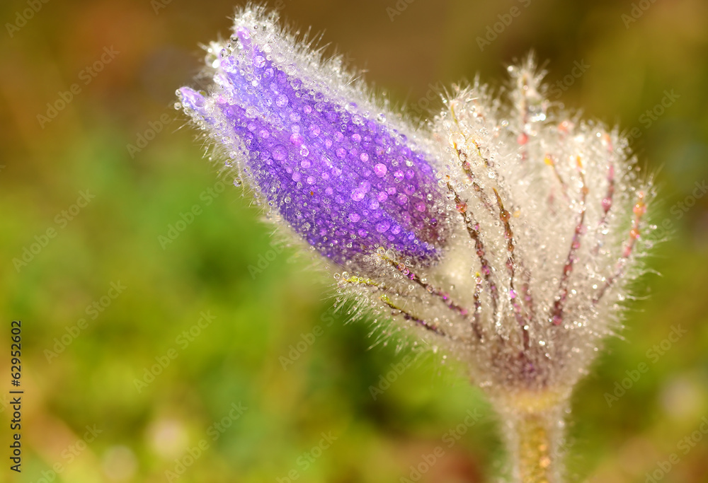 Pasque blooming on spring meadow after rain Pasque blooming on spring meadow after rain