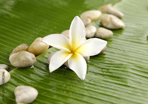 Red plumeria and stones on wet banana leaf