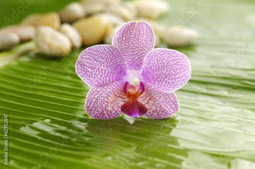 pink orchid with spa stones on banana leaf texture