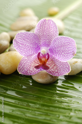 Pile of stones with pink orchid on wet banana leaf