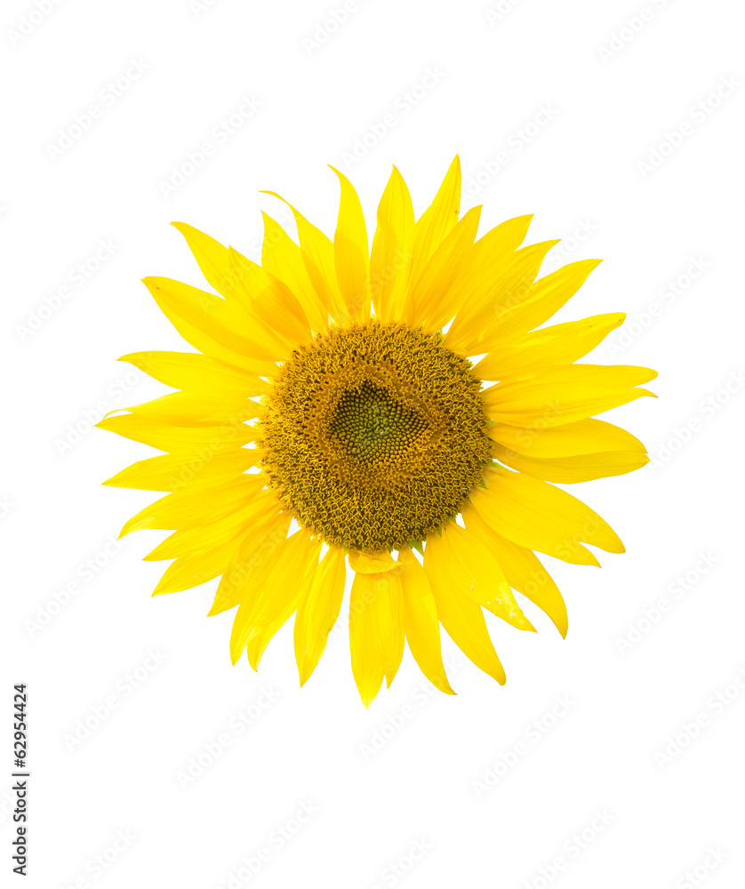 Fototapeta premium sunflower isolated on white background