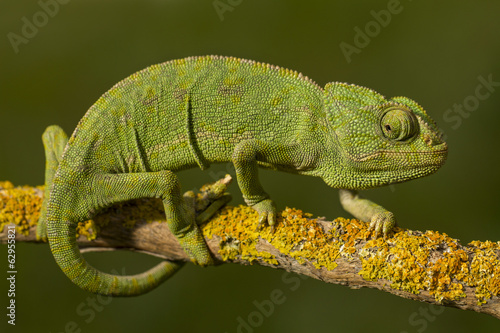 Close up view of a cute green chameleon on the wild.
