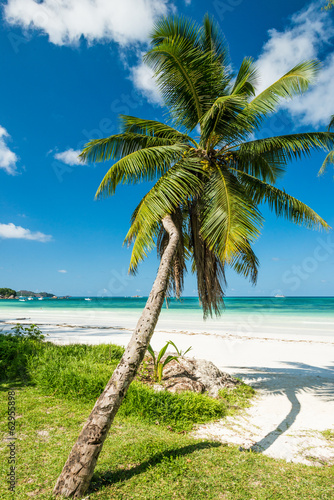 beach with palm and turquoise sea © kubais