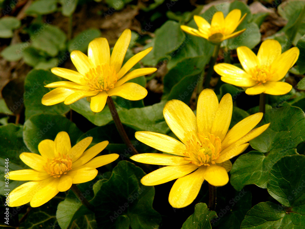 first spring flowers marsh marigold first spring flowers marsh marigold