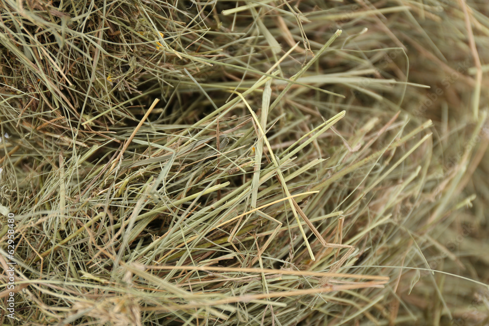 Hay, close up Hay, close up