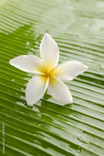 Singe white frangipani and banana leaf texture