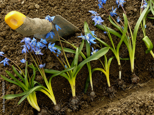 planting siberian squill on flower bed
