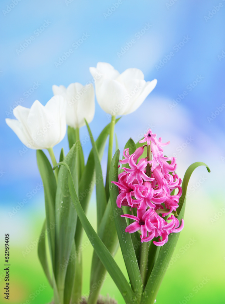 Beautiful tulips and hyacinth flower on bright background