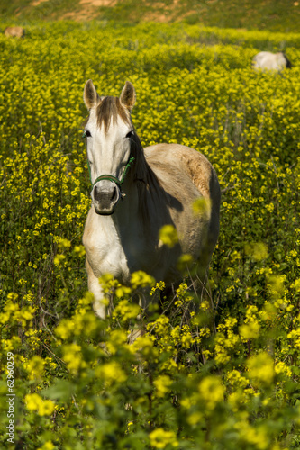 white horse on a landscape field of yellow flowers.