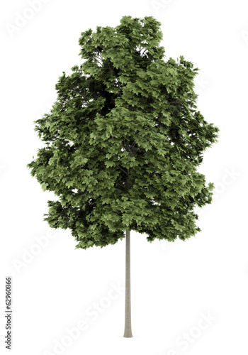 common maple tree isolated on white background