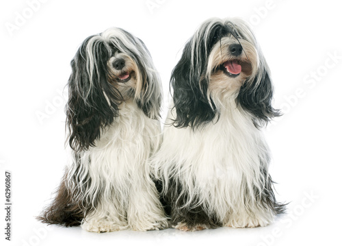 Quadro em tela two Tibetan terrier