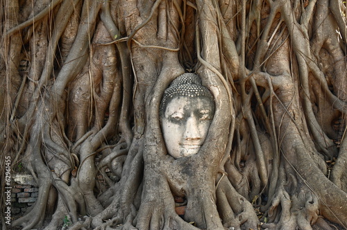 Head of Buddha statue in The Tree Roots, Ayutthaya, Thailand