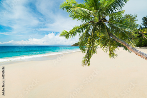 tropical beach with palm