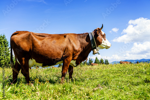 Alpine cows