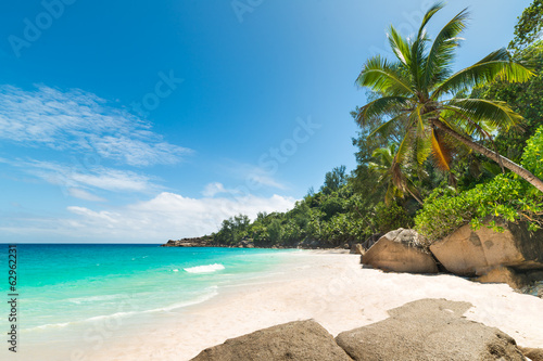 tropical beach with palm
