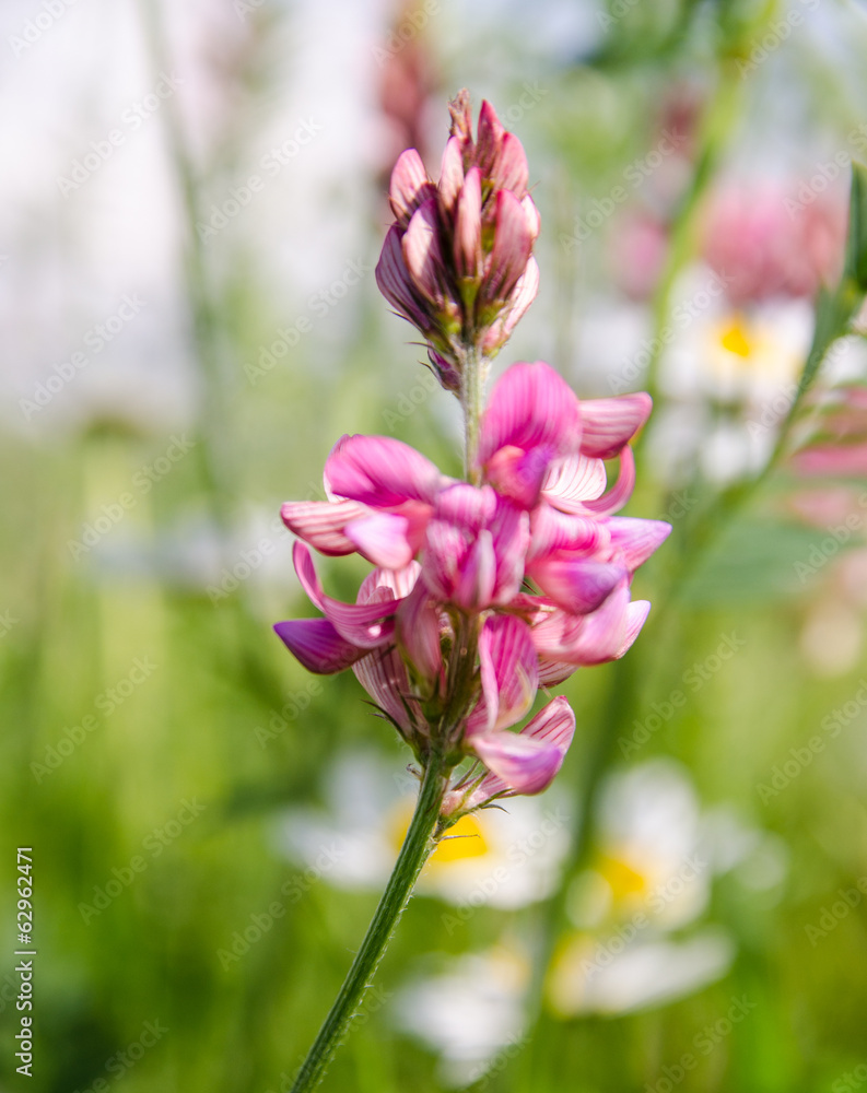 Frühlingsblume :) Frühlingsblume :)