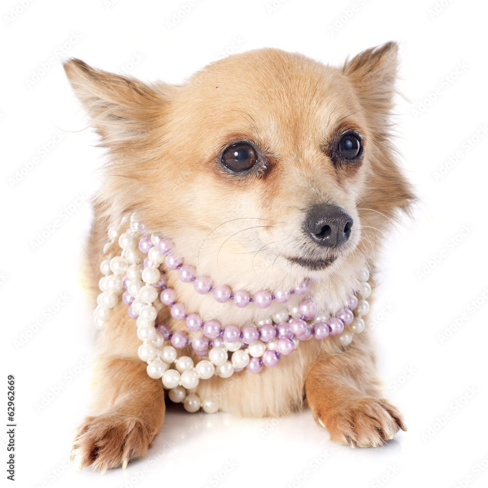 Obraz premium chihuahua