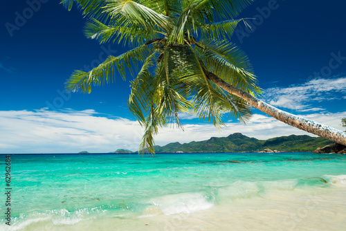 Fototapeta Naklejka Na Ścianę i Meble -  tropical beach with palm