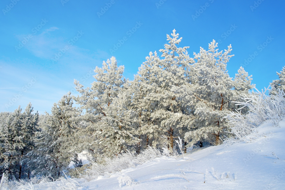 Pines snow covered Pines snow covered