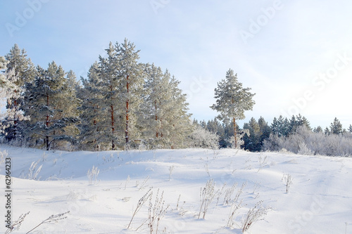 Wallpaper Mural Winter landscape with trees Torontodigital.ca