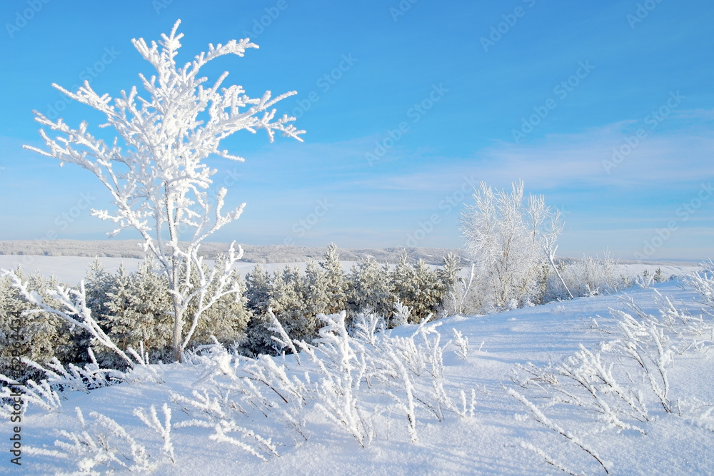 Winter landscape with trees