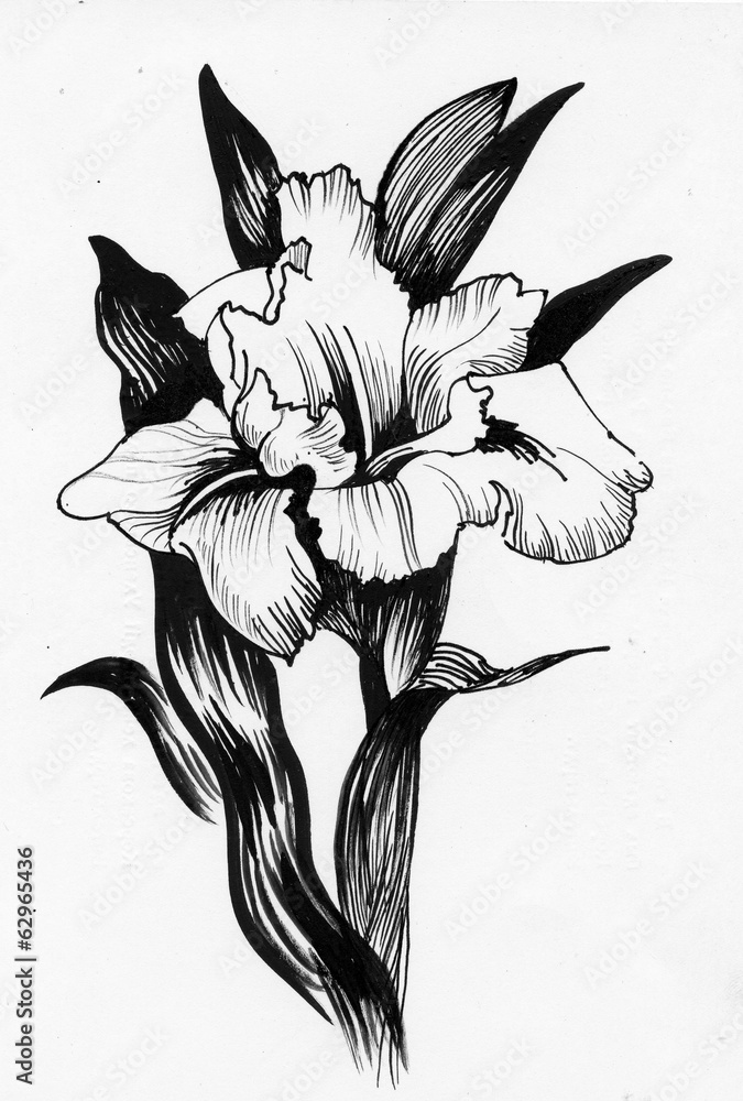 Naklejka premium Beautiful iris painted in watercolor