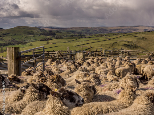 Yorkshire Droving photo