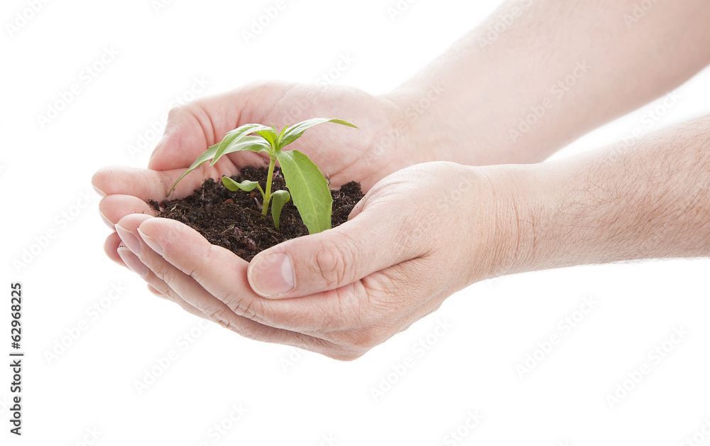 green seedling in male hands, isolated on a white background green seedling in male hands, isolated on a white background