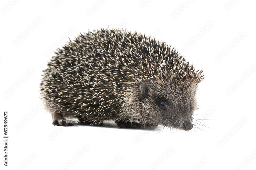 hedgehog hedgehog