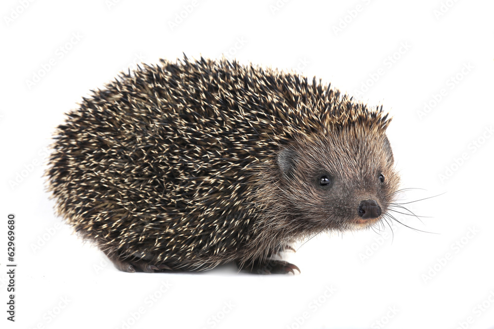 hedgehog hedgehog