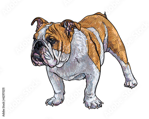 Young bulldog