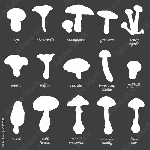 Vector Set of White Mushrooms Silhouettes