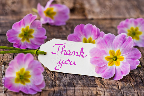 Fototapeta Naklejka Na Ścianę i Meble -  Primeln auf Holz mit Anhänger, Thank you