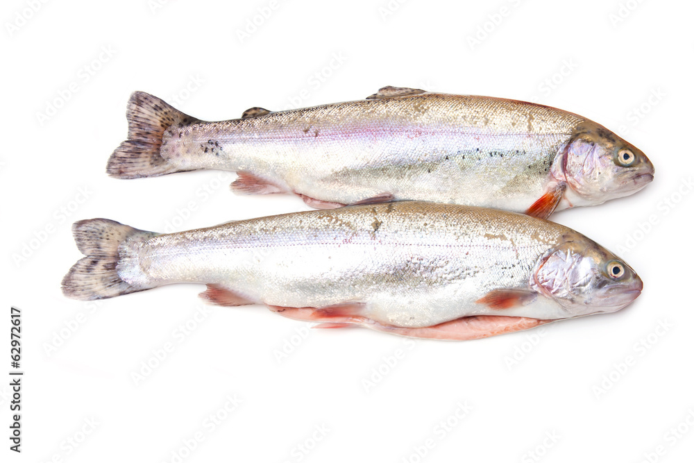 Rainbow trout isolated on a white studio background. Rainbow trout isolated on a white studio background.