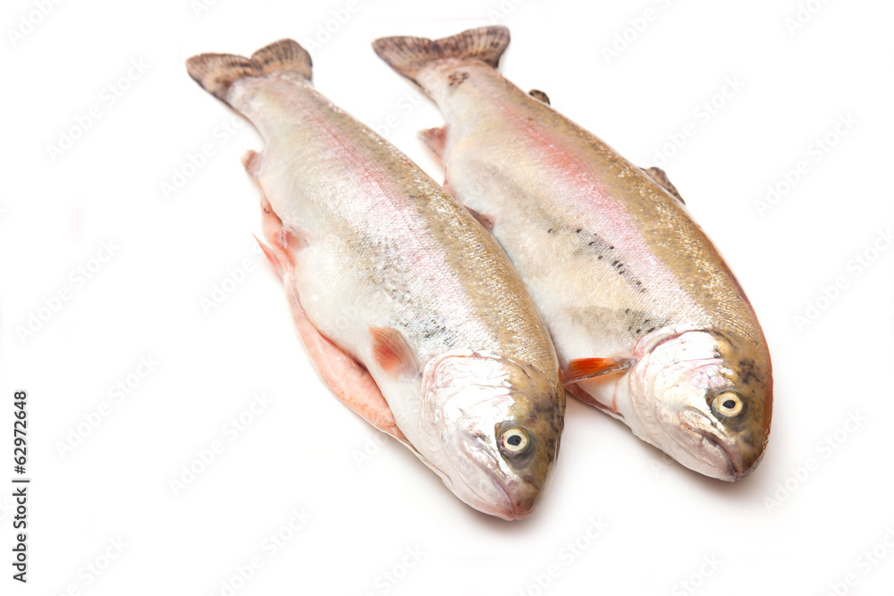 Rainbow trout isolated on a white studio background. Rainbow trout isolated on a white studio background.